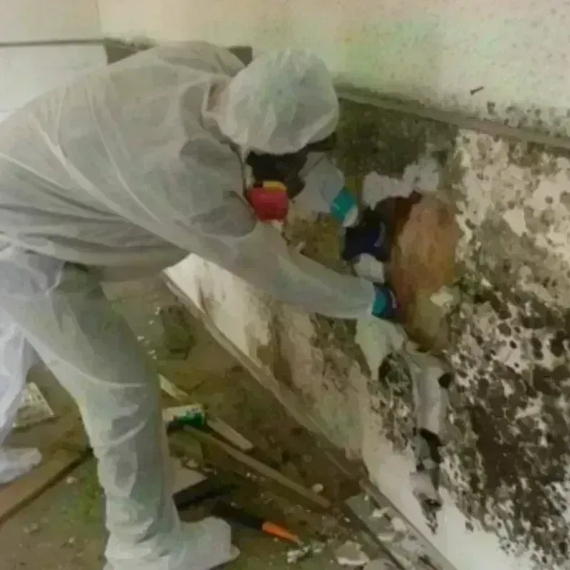 Mold Remediation and Removal in West Easton, PA